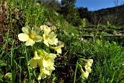 10 Primula elatior